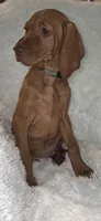 Female #2, a female Vizsla for sale in Roanoke, VA – 2 of 9