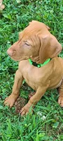 Green collar male, a male Vizsla for sale in Roanoke, VA – Photo 5 of 5