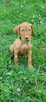 Green collar male, a male Vizsla for sale in Roanoke, VA – Photo 4 of 5