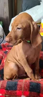 Green collar male, a male Vizsla for sale in Roanoke, VA – Photo 2 of 5