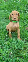 Green collar male, a male Vizsla for sale in Roanoke, VA – Photo 3 of 5