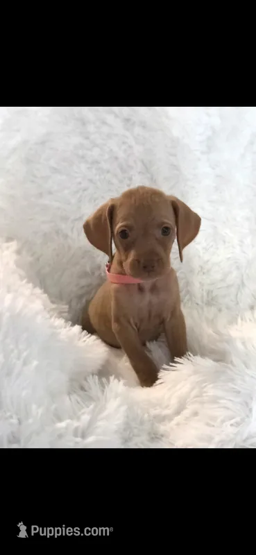 Sweet pea  – Vizsla puppy for sale in Roanoke, VA
