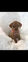 Sweet pea , a female Vizsla for sale in Roanoke, VA – 2 of 6