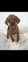 Sweet pea , a female Vizsla for sale in Roanoke, VA – 4 of 6