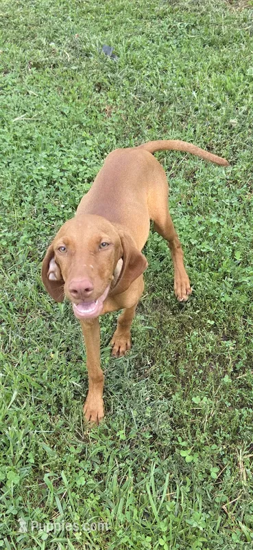 Little Ruby – Vizsla puppy for sale in Roanoke, VA