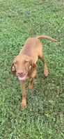 Little Ruby, a female Vizsla for sale in Roanoke, VA – 3 of 10