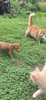 Male , a male Vizsla for sale in Roanoke, VA – 7 of 8