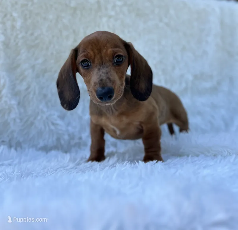 Blaze – Miniature Dachshund puppy for sale in Roanoke, VA