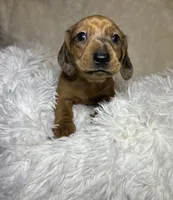 Rusty, a male Miniature Dachshund for sale in Roanoke, VA – 4 of 8
