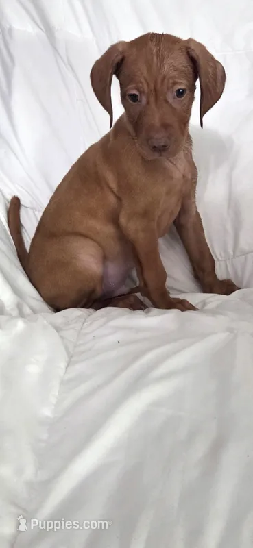 Male  – Vizsla puppy for sale in Roanoke, VA