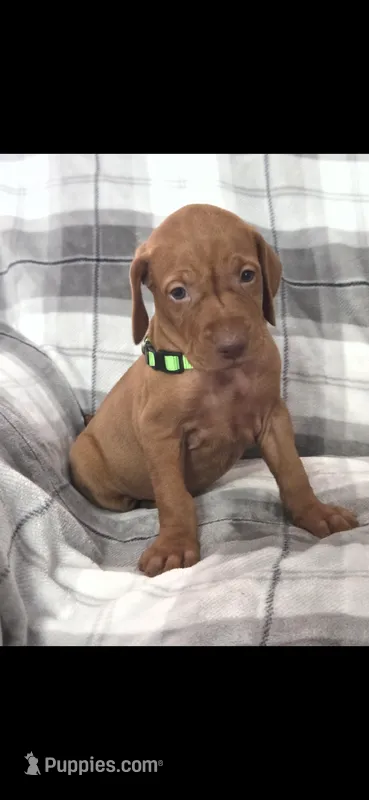 Male #1 – Vizsla puppy for sale in Roanoke, VA