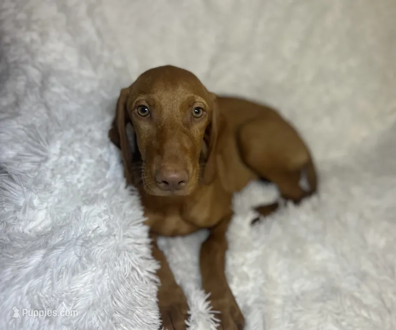 Little Ruby – Vizsla puppy for sale in Roanoke, VA