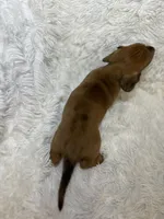 Rusty, a male Miniature Dachshund for sale in Roanoke, VA – 8 of 8