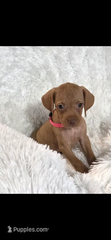 Sweet pea  – Vizsla puppy for sale in Roanoke, VA