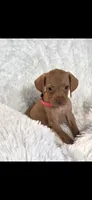 Sweet pea , a female Vizsla for sale in Roanoke, VA – 1 of 6
