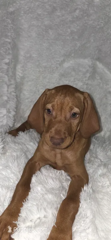 Female #1 – Vizsla puppy for sale in Roanoke, VA