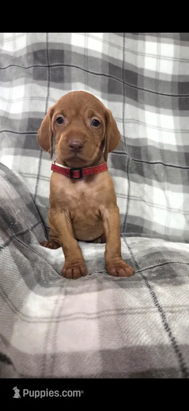 Female #1 – Vizsla puppy for sale in Roanoke, VA