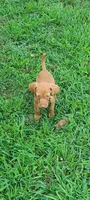Yellow collar male, a male Vizsla for sale in Roanoke, VA – Photo 3 of 3