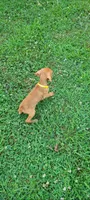 Yellow collar male, a male Vizsla for sale in Roanoke, VA – Photo 2 of 3