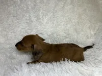 Rusty, a male Miniature Dachshund for sale in Roanoke, VA – 7 of 8