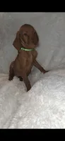 Male #1, a male Vizsla for sale in Roanoke, VA – 8 of 9