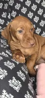 Female #1, a female Vizsla for sale in Roanoke, VA – 3 of 3