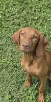 Maxine, a female Vizsla for sale in Roanoke, VA – 2 of 9