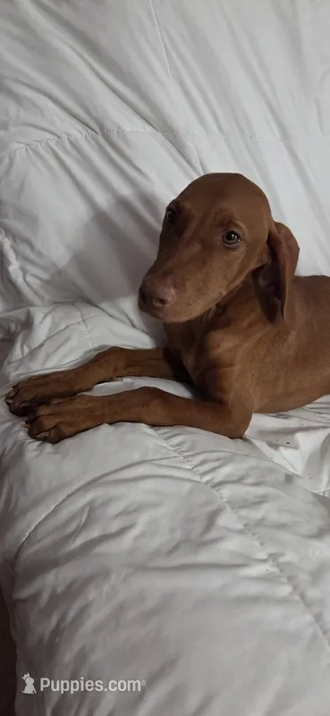 Female #1 – Vizsla puppy for sale in Roanoke, VA