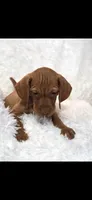 Purple collar little Georgia , a female Vizsla for sale in Roanoke, VA – 8 of 10