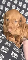 Female #1, a female Vizsla for sale in Roanoke, VA – 2 of 3