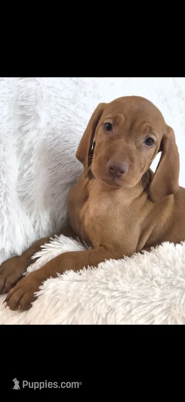 Female #2 – Vizsla puppy for sale in Roanoke, VA