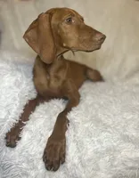 Maxine, a female Vizsla for sale in Roanoke, VA – 9 of 9