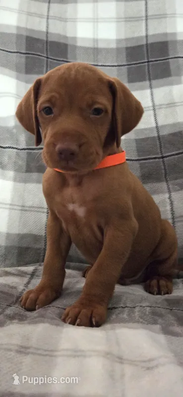 Male #2 – Vizsla puppy for sale in Roanoke, VA