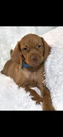 Little Harley, a male Vizsla for sale in Roanoke, VA – 4 of 9