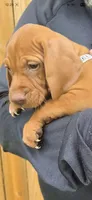 Female #2, a female Vizsla for sale in Roanoke, VA – 1 of 1