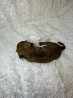 Blaze, a male Miniature Dachshund for sale in Roanoke, VA – 7 of 7