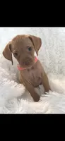 Sweet pea , a female Vizsla for sale in Roanoke, VA – 3 of 6