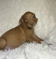 Max , a male Vizsla for sale in Roanoke, VA – 7 of 7