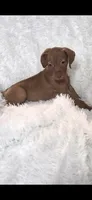 Male , a male Vizsla for sale in Roanoke, VA – 2 of 8