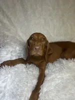 Maxine, a female Vizsla for sale in Roanoke, VA – 7 of 9