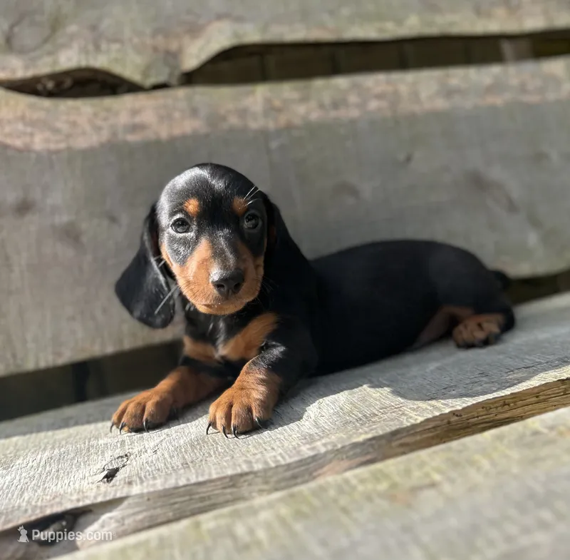 Little Bear – Miniature Dachshund puppy for sale in Roanoke, VA