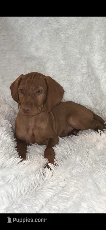 Female #2 – Vizsla puppy for sale in Roanoke, VA