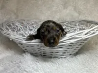 Smokey, a male Miniature Dachshund for sale in Roanoke, VA – Photo 4 of 5