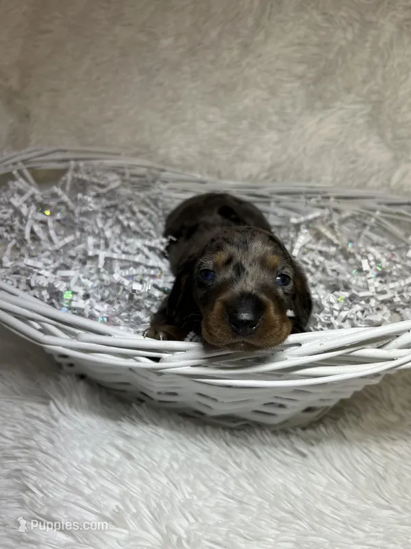 Smokey – Miniature Dachshund puppy for sale in Roanoke, VA