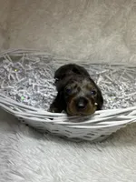 Smokey, a male Miniature Dachshund for sale in Roanoke, VA – Photo 1 of 5