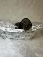 Smokey, a male Miniature Dachshund for sale in Roanoke, VA – Photo 3 of 5