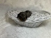 Smokey, a male Miniature Dachshund for sale in Roanoke, VA – Photo 2 of 5