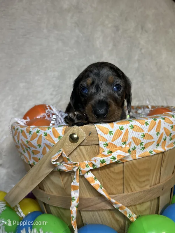 Smokey – Miniature Dachshund puppy for sale in Roanoke, VA