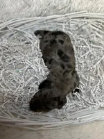 Smokey, a male Miniature Dachshund for sale in Roanoke, VA – Photo 5 of 5