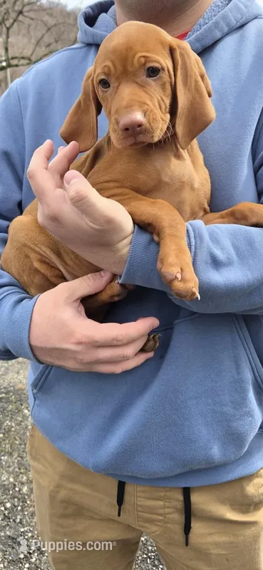 Little Gunner – Vizsla puppy for sale in Roanoke, VA